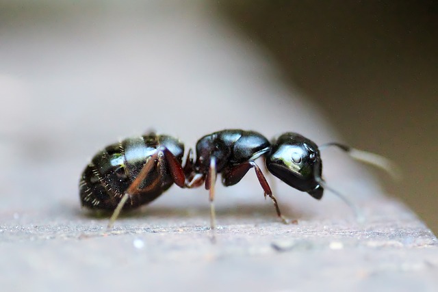 ant